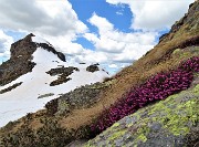 50 Erica fiorita al sole, cima nord dei Tre Pizzi  (2167 m) ancora ben innevata